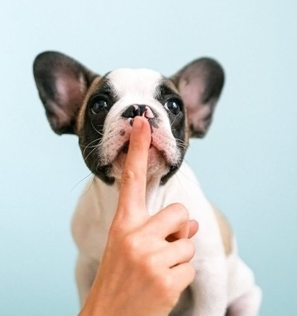 Stopp den inneren Schweinhund und raus aus der Komfortzone Stopp den inneren Schweinhund und raus aus der Komfortzone